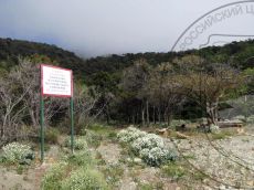 Crambe-maritima_Водопадная_стация